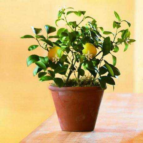 Что нужно и как правильно пересадить лимон в домашних условиях