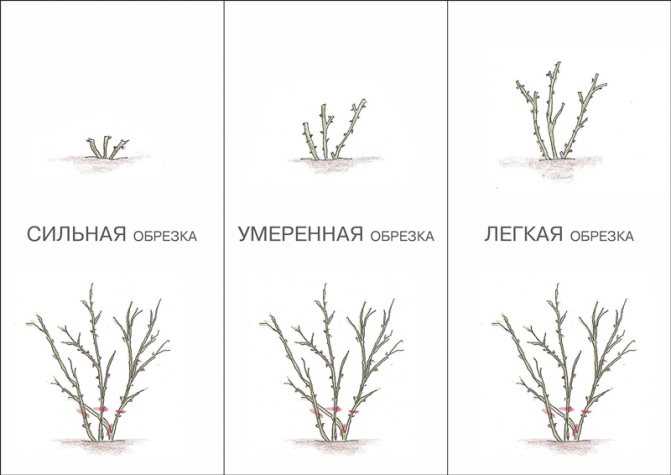Обрезка чубушника весной my-flowery.ru - все о цветах