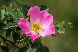 Rosa acicularis lindl. описание таксона