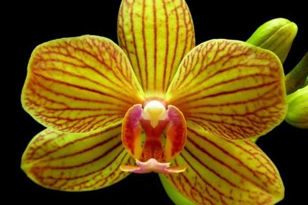 Орхидея фаленопсис: описание, содержание в домашних условиях