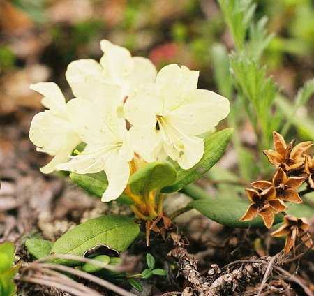 Растение рододендрон: фото, описание, посадка, уход и условия выращивания, морозостойкость рододендронов в саду