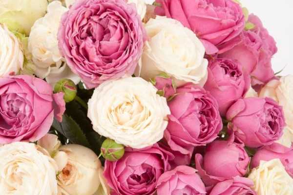 Сорта роз (75 фото): какие виды роз бывают? описание лучших новых сортов, названия самых ароматных роз