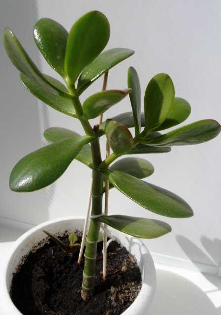 Денежное дерево — как ухаживать за комнатным растением, его родина и название