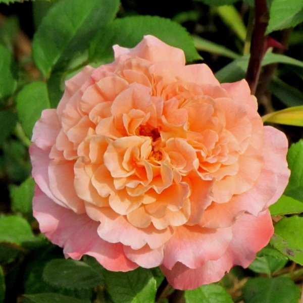 Роза "августа луиза" -фото и описание отзывы