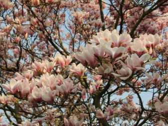 Тюльпанное дерево магнолия: посадка и выращивание из семян, правильный уход, отзывы, фото, видео