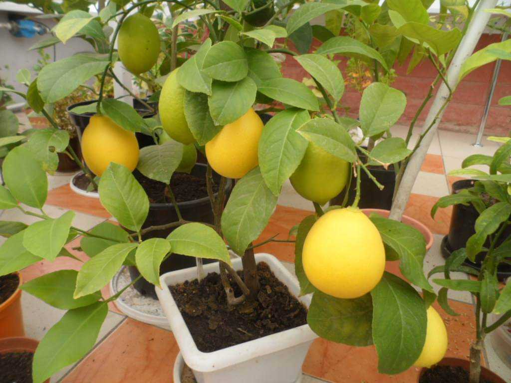 Комнатный лимон – выращивание и уход