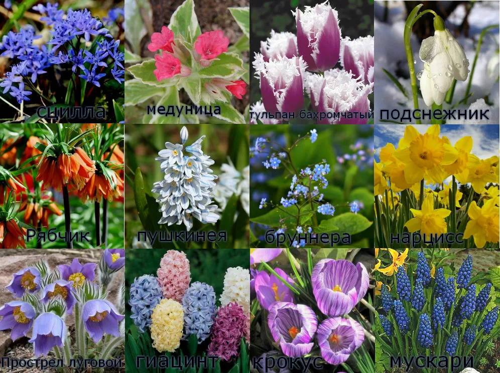 Неприхотливые и долгоцветущие многолетние садовые цветы (49 фото): крупные не требующие ухода и низкорослые многолетники, цветущие все лето, для дачи