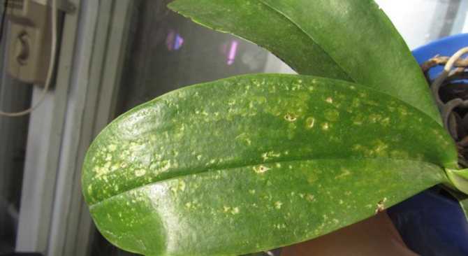 Когда сажать цветок арктотис: фото арлекина, выращивание из семян, уход