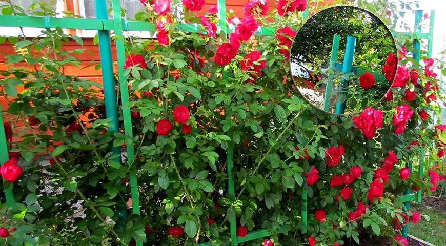 Посадка плетистой розы осенью Выбор места для выращивания культуры Подготовка грунта и схемы высадки