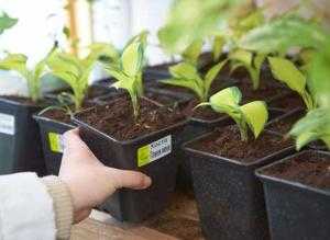 Солнцелюбивые растения для сада: 11 сценариев посадки