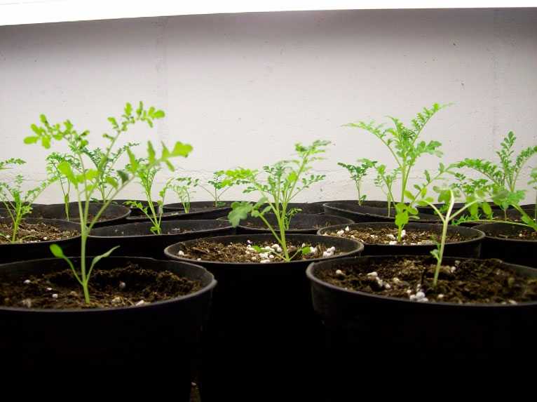 Схизантус — виды, сорта и выращивание из семян