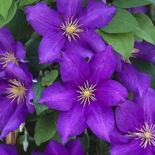 Клематисы «пурпуреа плена элеганс» (35 фото): ботаническое описание сорта. к какой группе обрезки относится?
