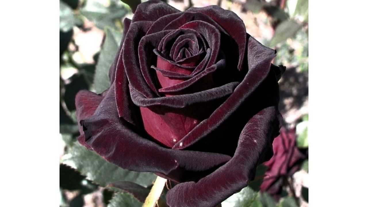 Описание сорта розы «черная королева» (плетистая) с отзывами, фото. розы чайно-гибридные сорта и фото серьезные ошибки садоводов при посадке и уходе за данным сортом плетистой розы