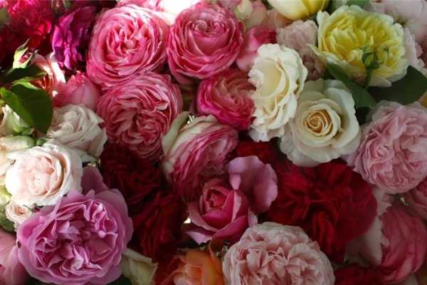 Английские розы: известные сорта и уход за ними