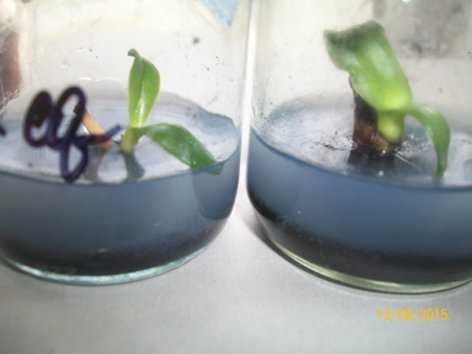Как размножить орхидею в домашних условиях?