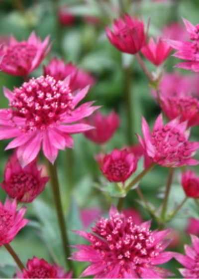 Описание пеларгонии австралиан пинк розебуд australien swanland pink rosebud