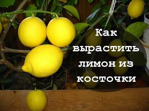 Обрезка лимона: правила, сроки, рекомендации