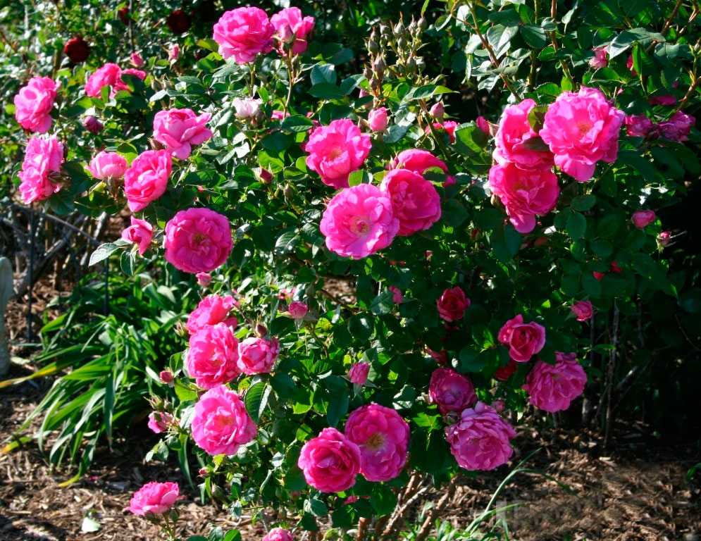 История роз: разновидности, описание старых и современных сортов садовых роз, их названия и фото