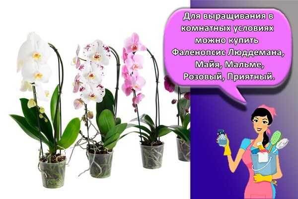 Что такое сиреневая орхидея? сорта, выращивание, уход, болезни и вредители
