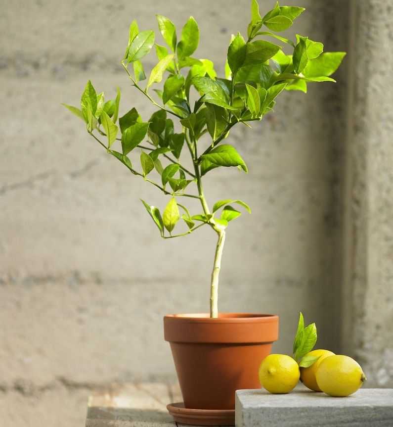 Лимон – уход и выращивание в домашних условиях. посадка и размножение. описание, сорта, фото