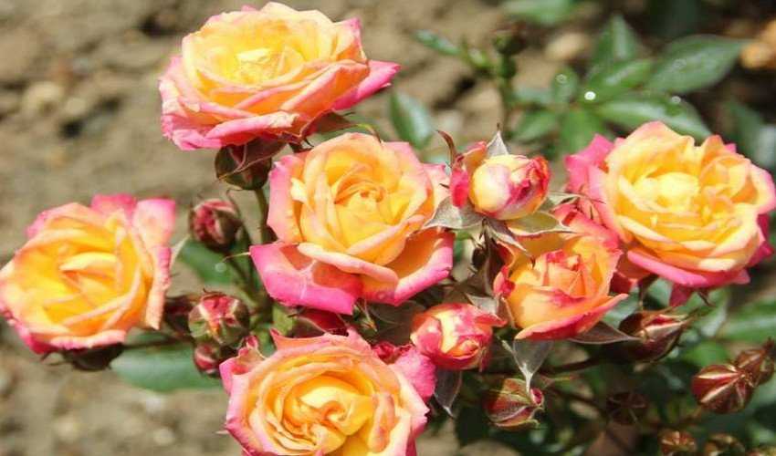 Карликовые розы: характеристика сортов, уход дома и в саду - проект "цветочки" - для цветоводов начинающих и профессионалов