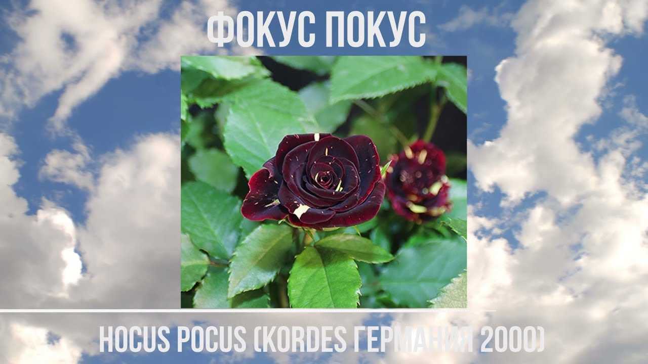 Роза чг hocus pocus — мисс совершенство | о розе