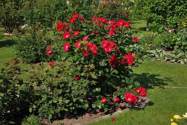 Посадка и уход за канадской парковой розой луиза багнет: агротехника выращивания