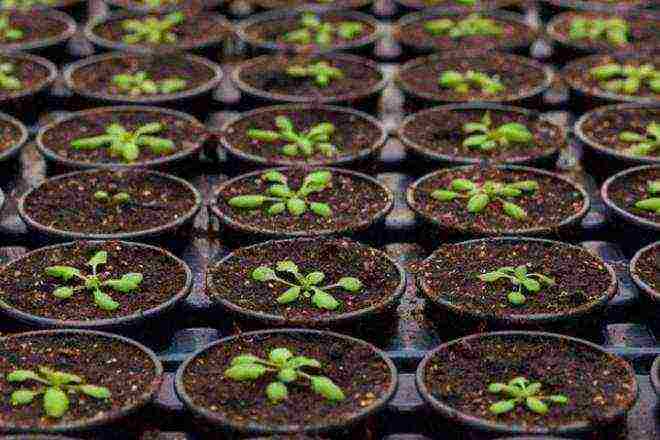 Астры: выращивание из семян, когда сажать, особенности освещения, фото