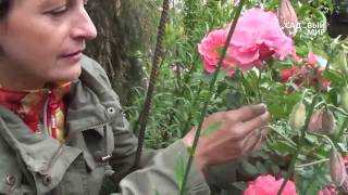 Плетистая роза розариум ютерсен: описание сорта, посадка и уход