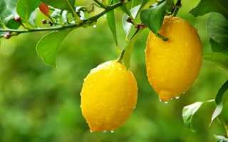 Размножение лимона черенками в домашних условиях: укоренение, посадка, выращивание