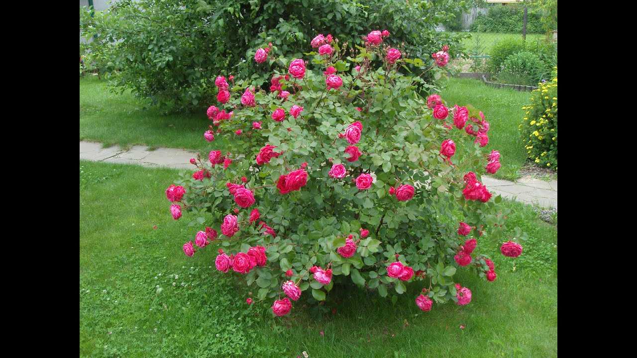 Характеристики французской сортовой розы мейланд: как выращивать флорибунду