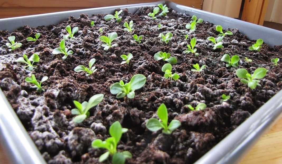 Как выращивать из семян примулу в домашних условиях: методы размножения, правила выращивания, уход за рассадой