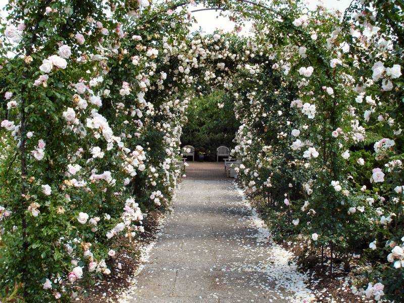 Английская роза кроун принцесса маргарет: фото, описание и отзывы о сорте дэвида остина