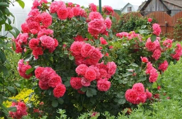 Посадка и выращивание плетистых роз