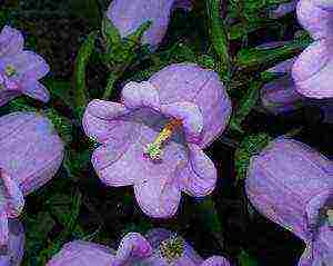 Колокольчик точечный: как выглядит, когда цветет, самые красивые сорта с фото, применение в дизайне Способы размножения, правила посадки и ухода