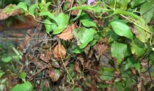 Клематис тайга (clematis taiga): описание и фото гибридного сорта особенности посадки, размножения, ухода и обрезки