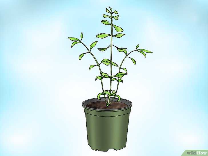 Бакопа - простые способы выращивания здорового растения своими руками (155 фото + видео)