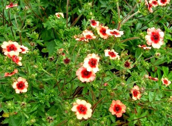 Лапчатка непальская – характеристика растения, выращивание сорта мисс вильмонт