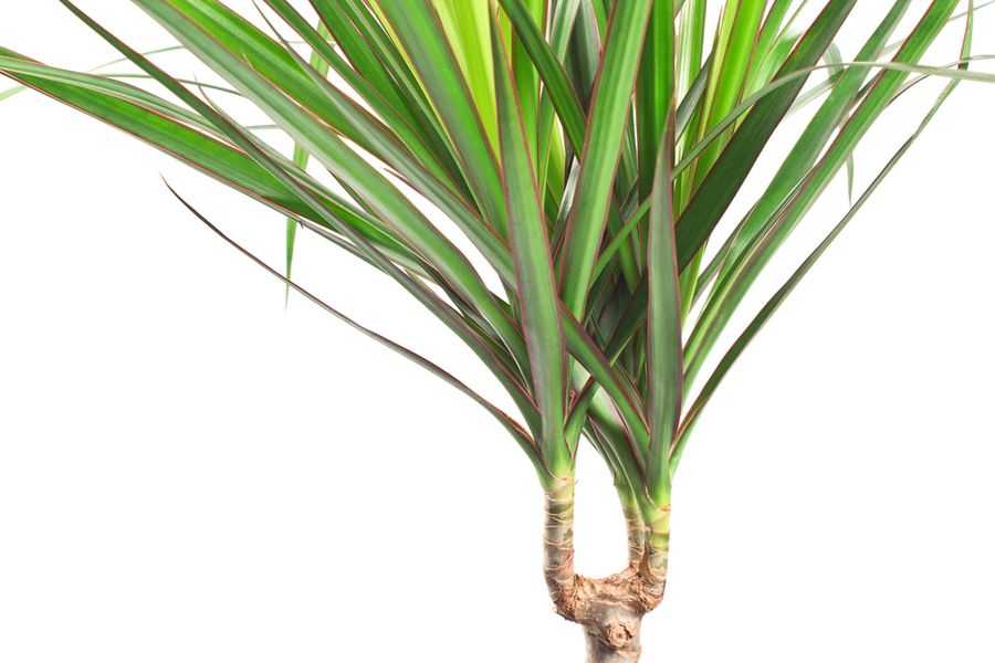 Тропическая драцена маргината – одно из самых популярных и полезных домашних растений