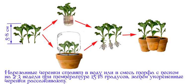 Как размножить хризантему черенками осенью. укореняю черенки хризантем по-новому | дачная жизнь