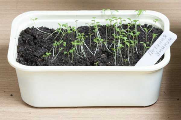 Выращиваем петунию из семян: секреты сильной и здоровой рассады