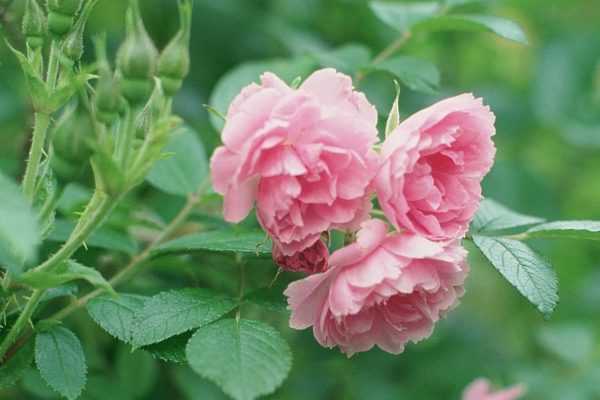 О розе ред: описание и характеристики сортов, агротехника
