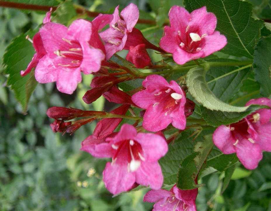 Вейгела (70 фото): описание кустарника, вейгела розовая, ранняя и другие, цветок в ландшафтном дизайне. какую почву любит?