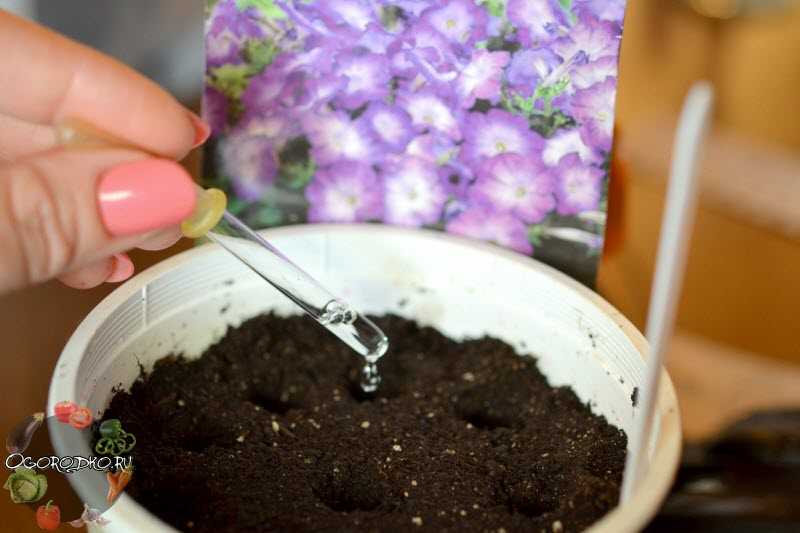 Чем подкормить петунию для обильного цветения — подкормки и удобрения для пышного роста