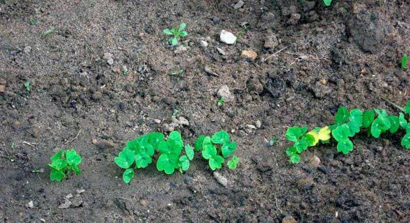 Настурция: посадка и уход, фото, секреты выращивания, когда сеять семена в грунт и на рассаду, болезни и вредители