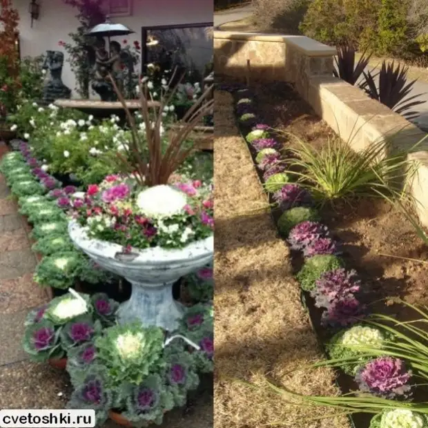 Декоративная капуста – идеальное украшение осеннего сада для новичков