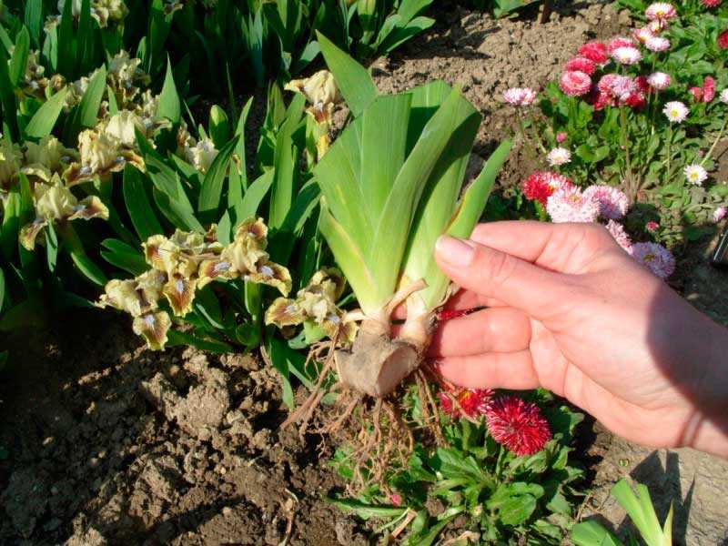 Чем подкормить пионы весной после зимы