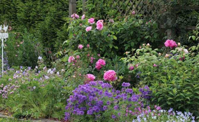 Пионовидные розы: сорта и тонкости выращивания