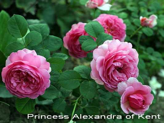 Роза принцесса александра оф кент: описание сорта, фото. купить саженцы с доставкой или почтой россии.