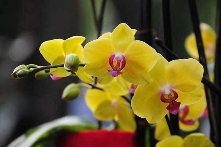 Голубая орхидея: уход после покупки в домашних условиях. полив, освещение, пересадка синего фаленопсиса